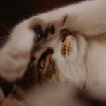 White Brown and Black Cat