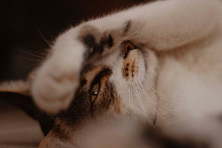 White Brown and Black Cat