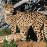 Cheetahs next to a Tree