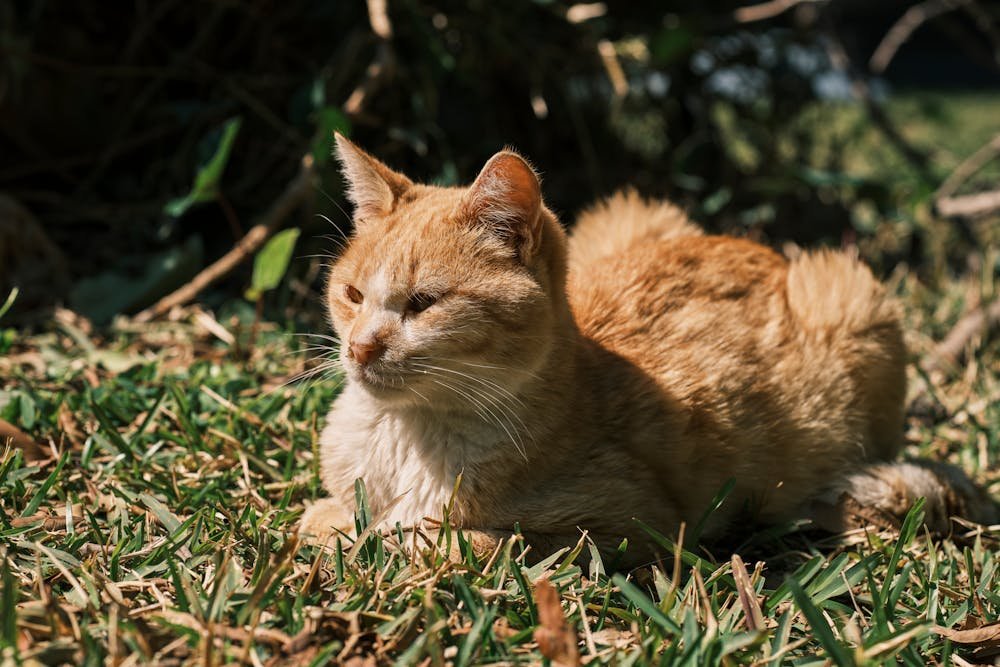 Orange Cat Lying on Concrete Fence