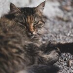 Relaxed Tabby Cat Resting on Gravel Outdoors