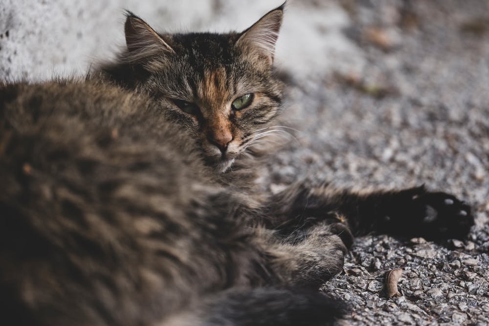 Relaxed Tabby Cat Resting on Gravel Outdoors