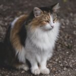Close-up of a Cat Lying on a Chair