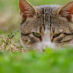 Close-Up of Tabby Cat Resting in Grass