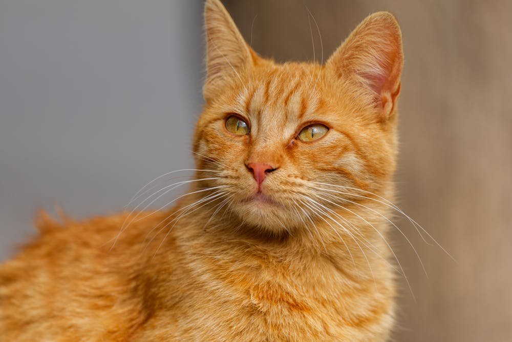 Close-Up Portrait of a Curious Tabby Cat