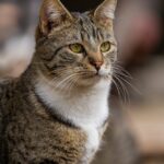 Close-up Portrait of a Tabby Cat Outdoors