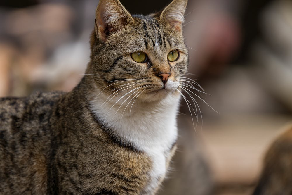 Close-up Portrait of a Tabby Cat Outdoors