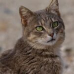Close-up Portrait of a Tabby Cat Outdoors