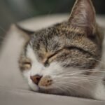 Close-up of a Peacefully Sleeping Tabby Cat