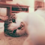 Cute calm cat relaxing on floor and looking at camera