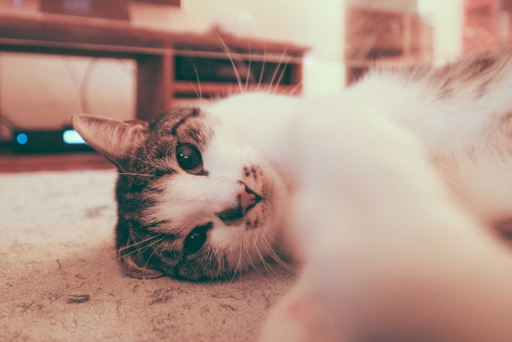 Cute calm cat relaxing on floor and looking at camera