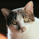 Attentive domestic cat looking at camera