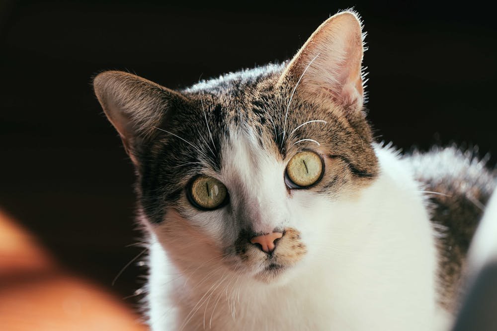 Attentive domestic cat looking at camera