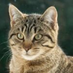 Close-Up Portrait of a Tabby Cat Outdoors