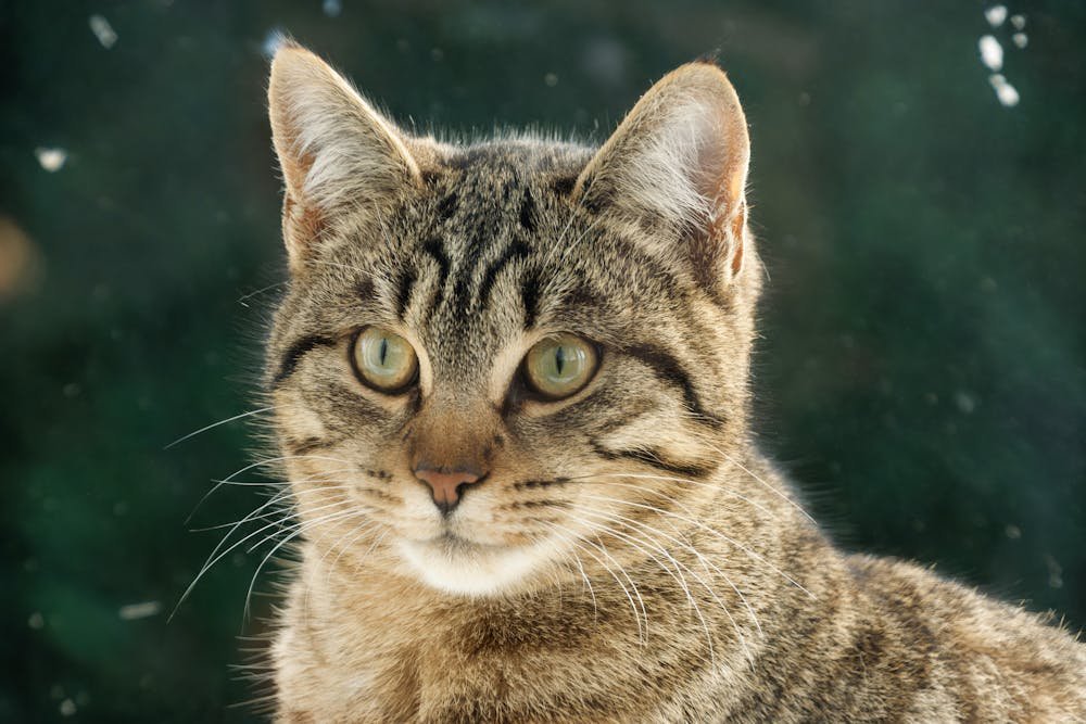 Close-Up Portrait of a Tabby Cat Outdoors