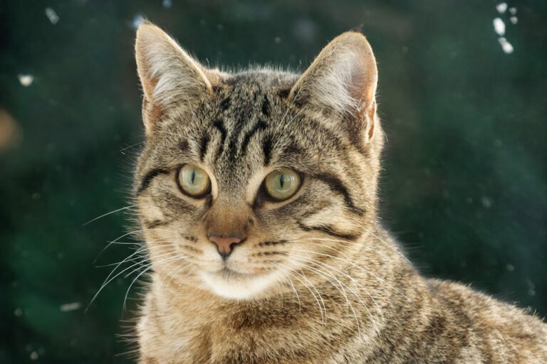 Close-up Photo of Tricolor Cat