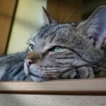 Head of Cat Lying Down