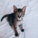 Playful cute fluffy kitten on sheet