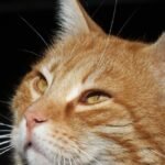 Close-up Portrait of a Ginger Domestic Cat