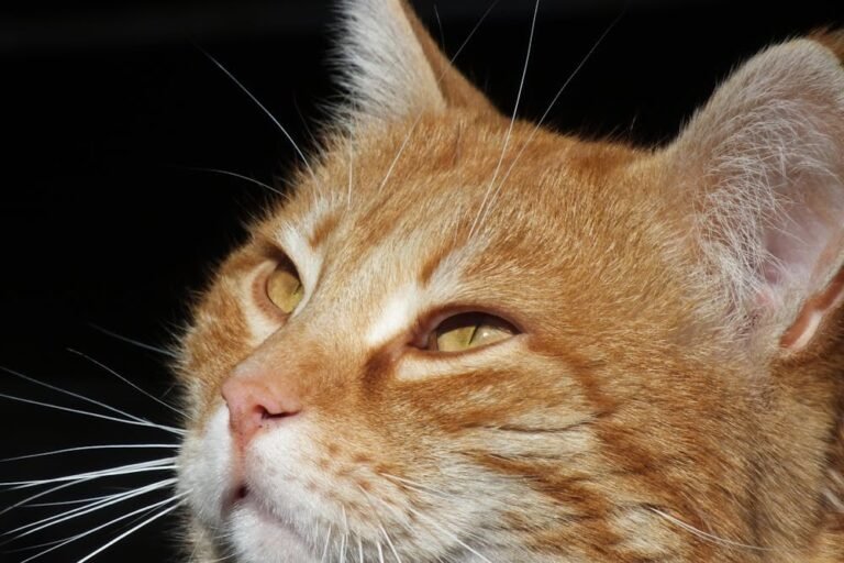 Close-up Portrait of a Ginger Domestic Cat