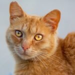 Close-Up Shot of a Short-Haired Ginger Cat