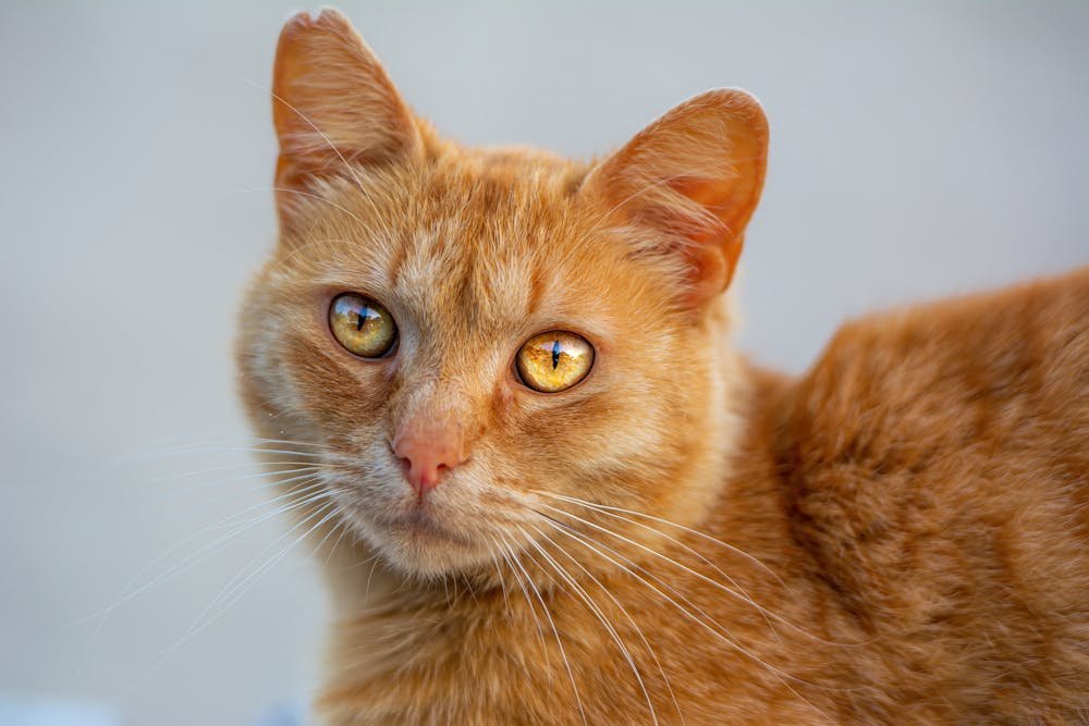 Close-Up Shot of a Short-Haired Ginger Cat