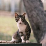 A cat sitting on top of a wooden box