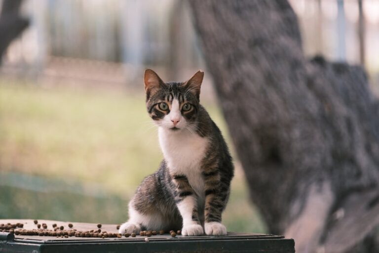 A cat sitting on top of a wooden box