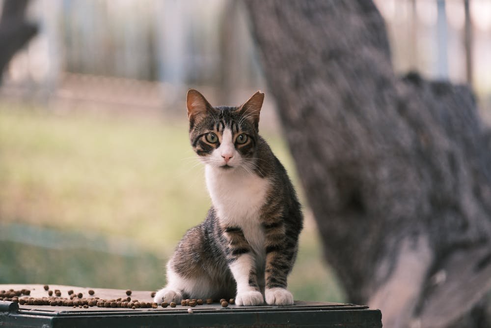 A cat sitting on top of a wooden box