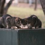 Two cats are playing with each other on a box