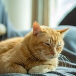 Close-Up Shot of an Orange Tabby Cat Lying on a Couch