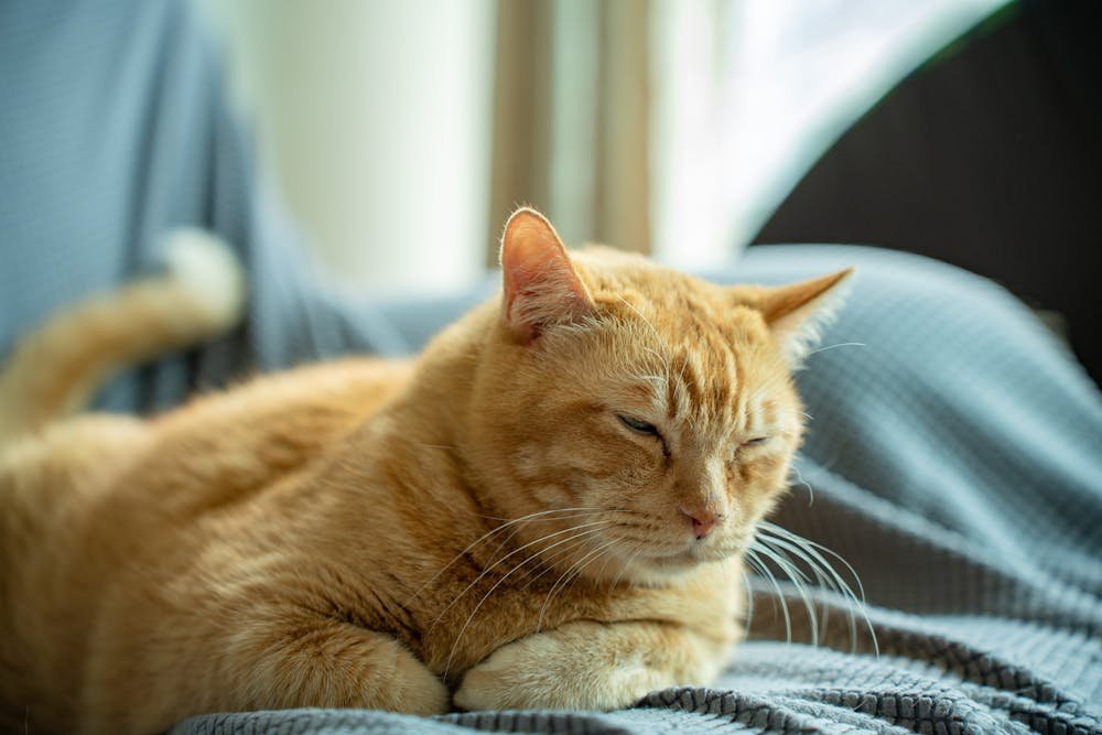Close-Up Shot of an Orange Tabby Cat Lying on a Couch