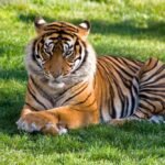 Tiger lying on green grass