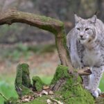 Lynx Standing Beside a Mossy Tree Brach