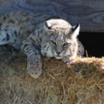 Graceful lynx on straw bed in sanctuary