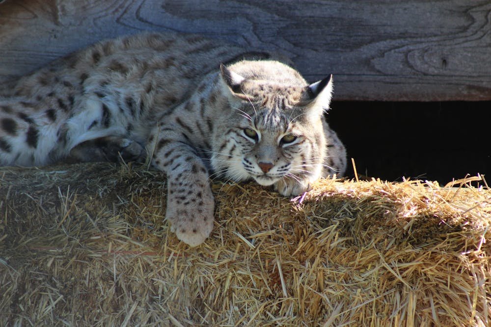 Graceful lynx on straw bed in sanctuary