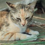 Close-up Photo of a Tabby Cat Lying on Pavement