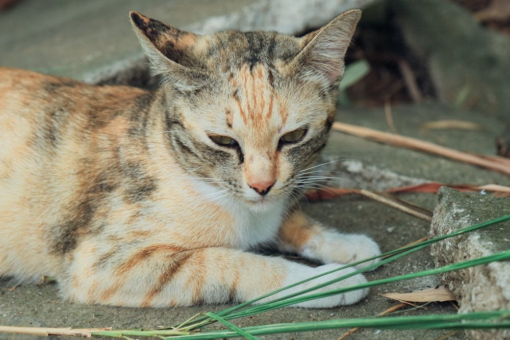 Close-up Photo of a Tabby Cat Lying on Pavement