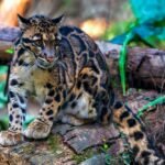 Clouded Leopard Sitting on a Log