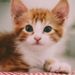 Close Up Photography of Brown and White Kitten