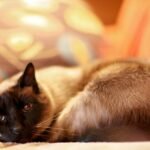 Siamese Cat