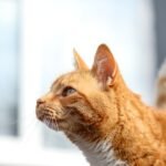 Close-Up of Ginger Tabby Cat in Sunlight