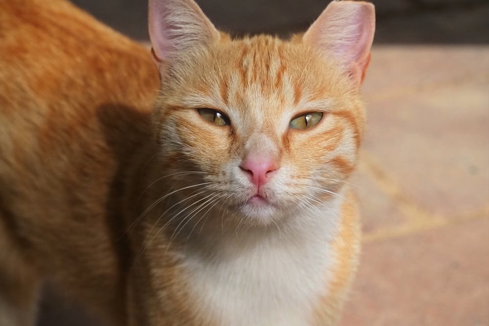 Ginger Cat Head