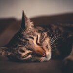 Grey Tabby Cat on Brown Surface