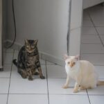 Curious pedigreed cats on floor at home