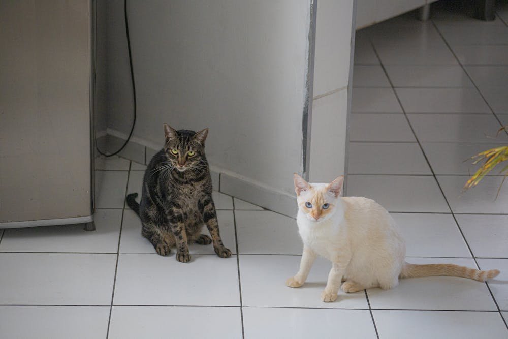 Curious pedigreed cats on floor at home