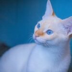 Curious cat with blue eyes at home