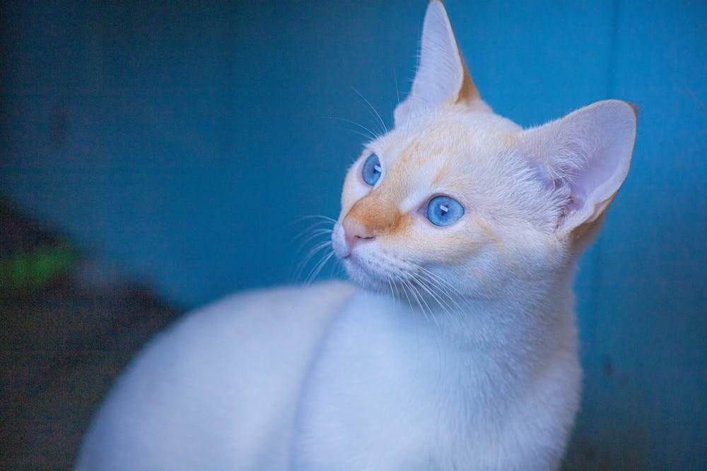 Curious cat with blue eyes at home