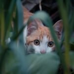 Cat Walking Beside the Plants