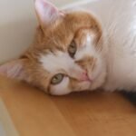 Close-Up Shot of a Tabby Cat Lying Down